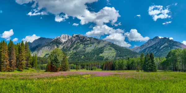 Alberta Wildflower Meadow by John Freeman